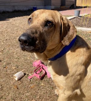 Anatolian shepherd bloodhound store mix