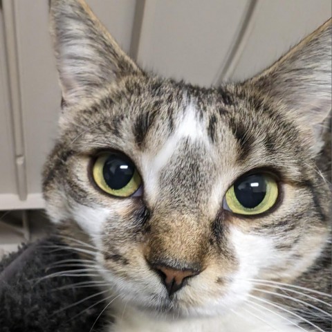 Daisy, an adoptable Domestic Short Hair in Thomaston, ME, 04861 | Photo Image 1