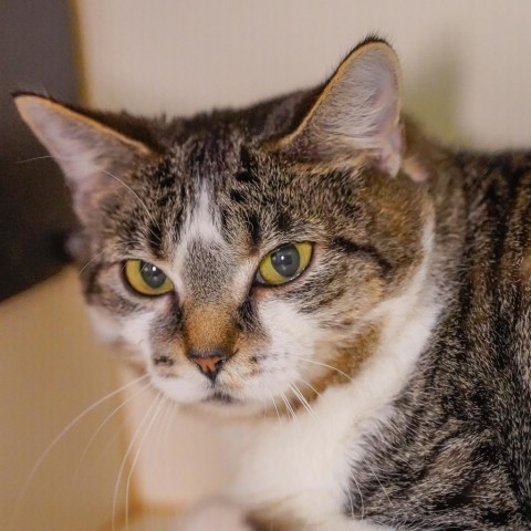 Daisy, an adoptable Domestic Short Hair in Thomaston, ME, 04861 | Photo Image 2