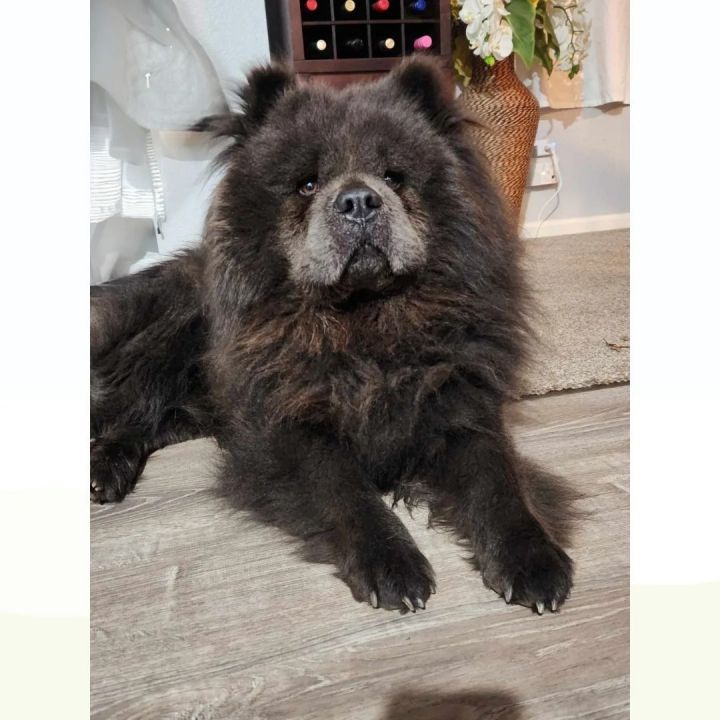 Petfinder on sale chow chow