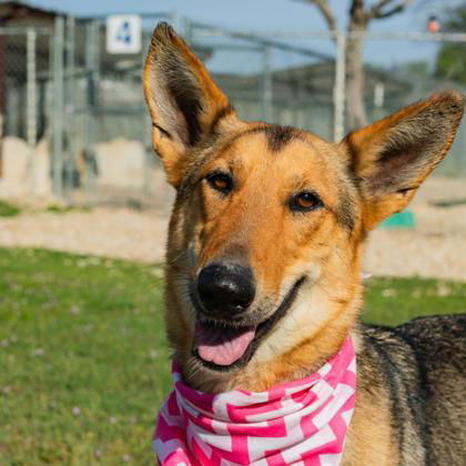 Lacey, an adoptable Collie in Waco, TX, 76702 | Photo Image 1