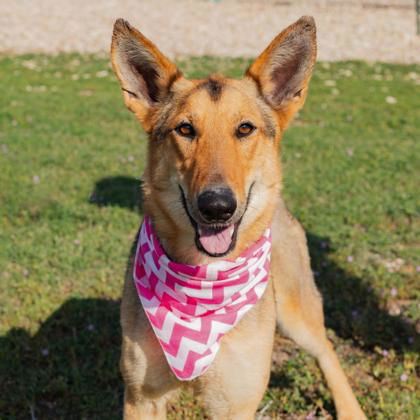 Lacey, an adoptable Collie in Waco, TX, 76702 | Photo Image 2