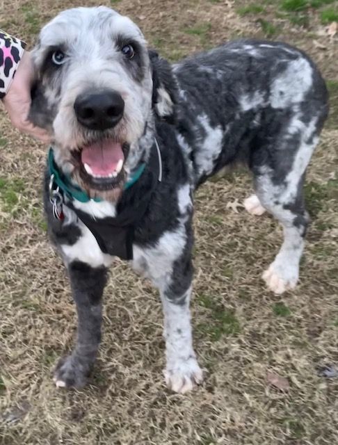 Aussiedoodle petfinder sale