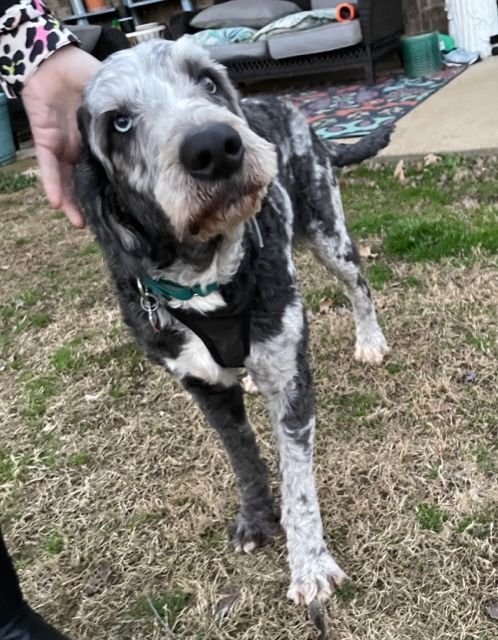 Petfinder aussiedoodle hot sale