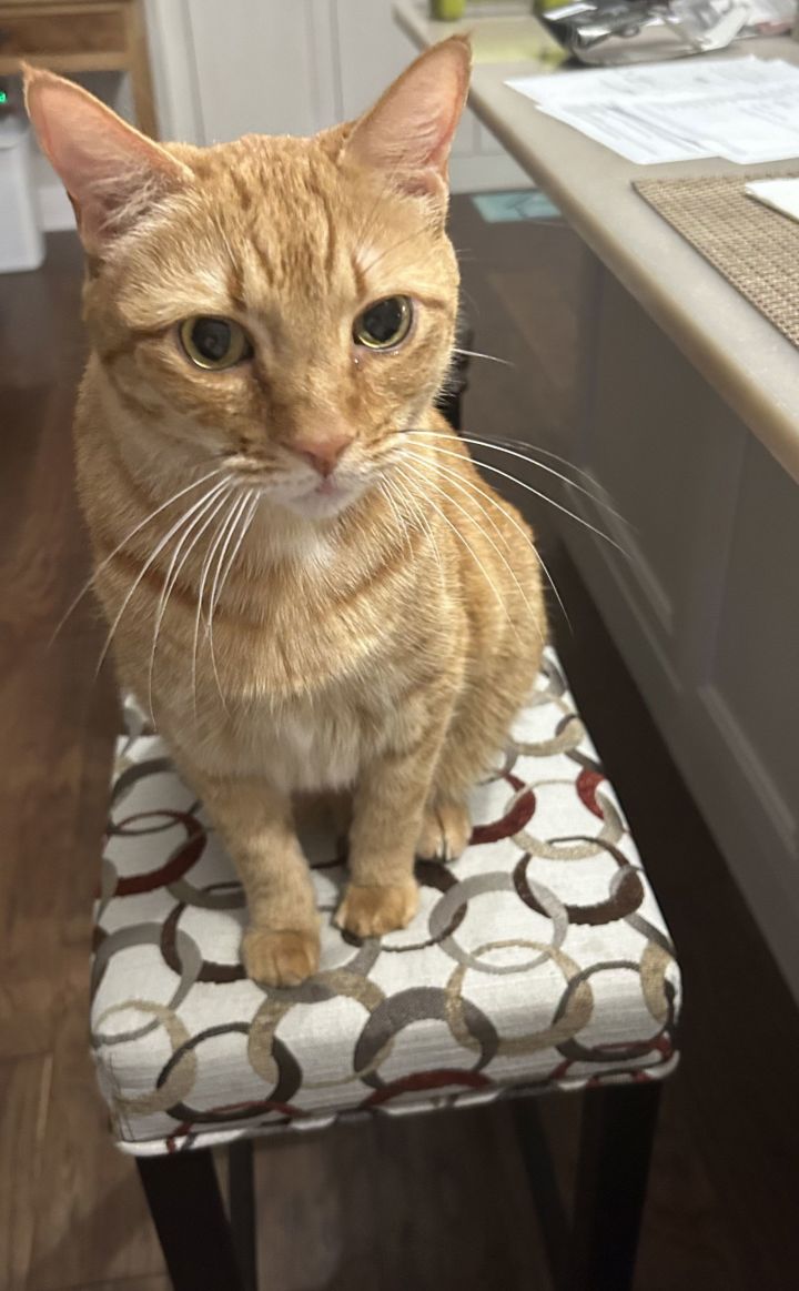 Tigger the Declawed Boy 2