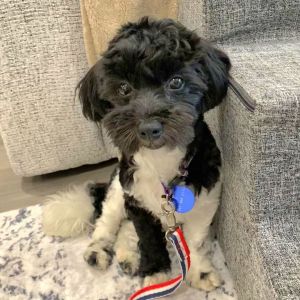 Los Angeles CA - Say hello to Felix our unique black and white maltipoo mix rescued from Hwaseong