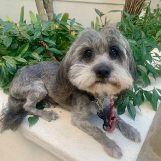 Lhasa apso best sale miniature schnauzer mix