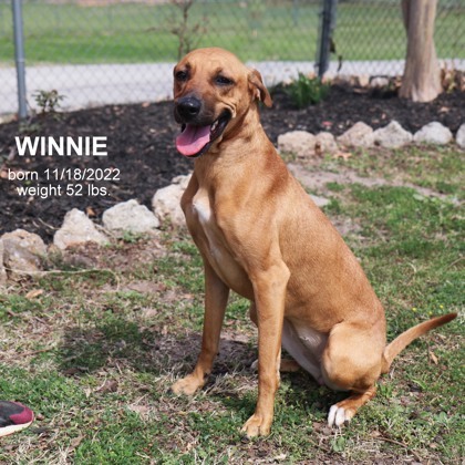 Winnie 1