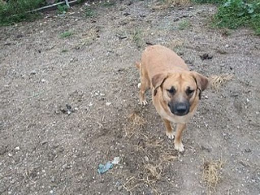 Golden retriever best sale bloodhound mix puppies