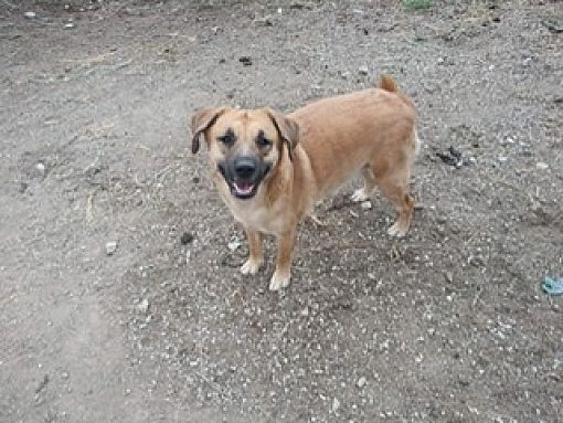 Golden retriever and sales bloodhound mix