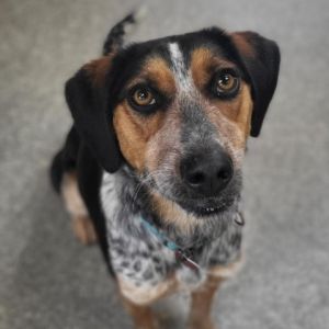 Blue heeler beagle puppies cheap