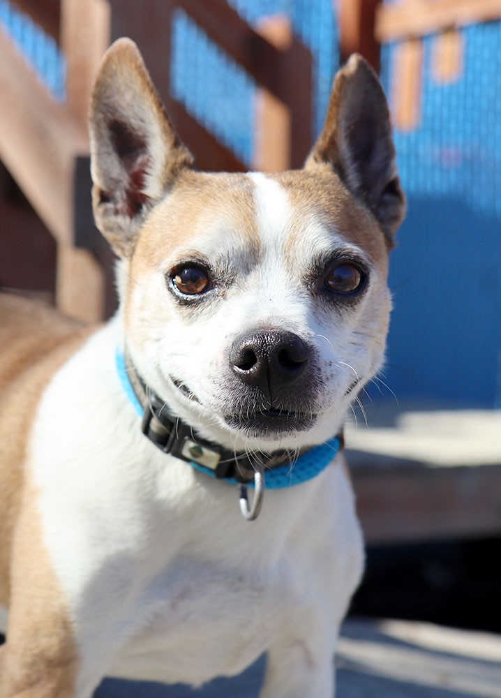 Dog for adoption Benji (AO30692), a Chihuahua Mix in Kansas City, KS