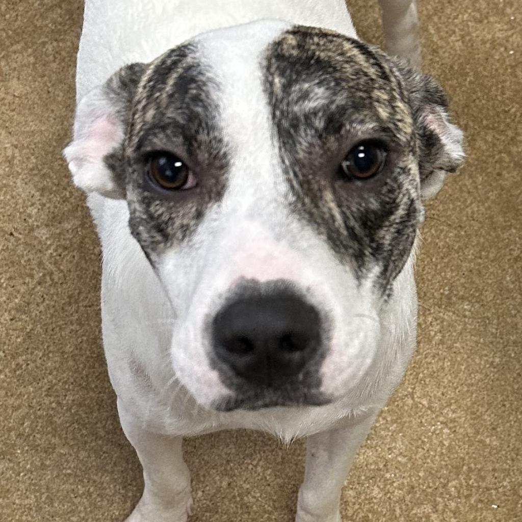 Sam, an adoptable Mixed Breed in Jacksonville, AR, 72076 | Photo Image 2