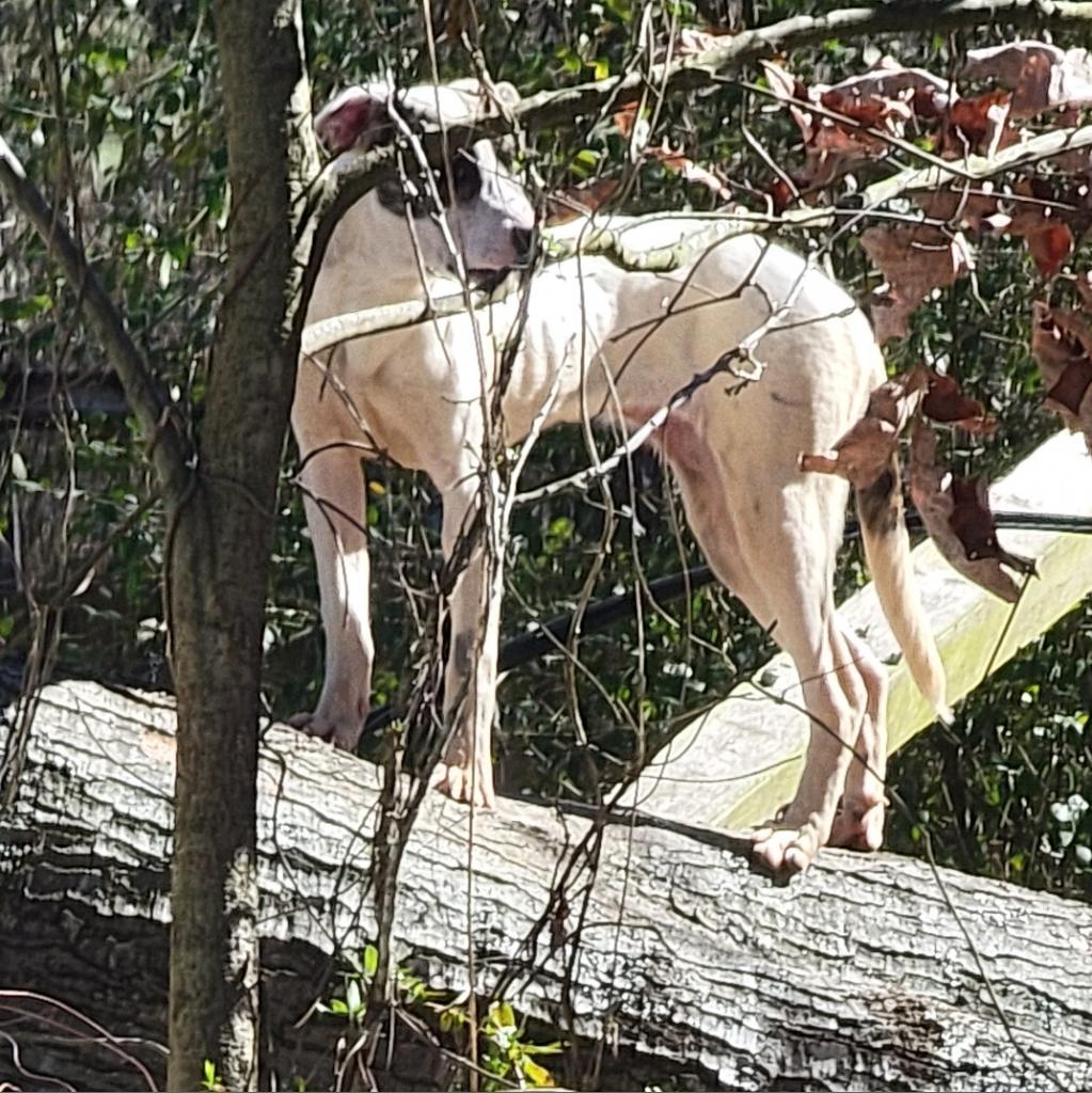 Sam, an adoptable Mixed Breed in Jacksonville, AR, 72076 | Photo Image 3