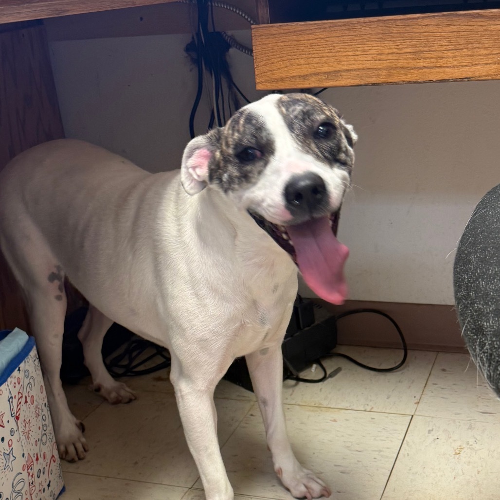 Sam, an adoptable Mixed Breed in Jacksonville, AR, 72076 | Photo Image 5