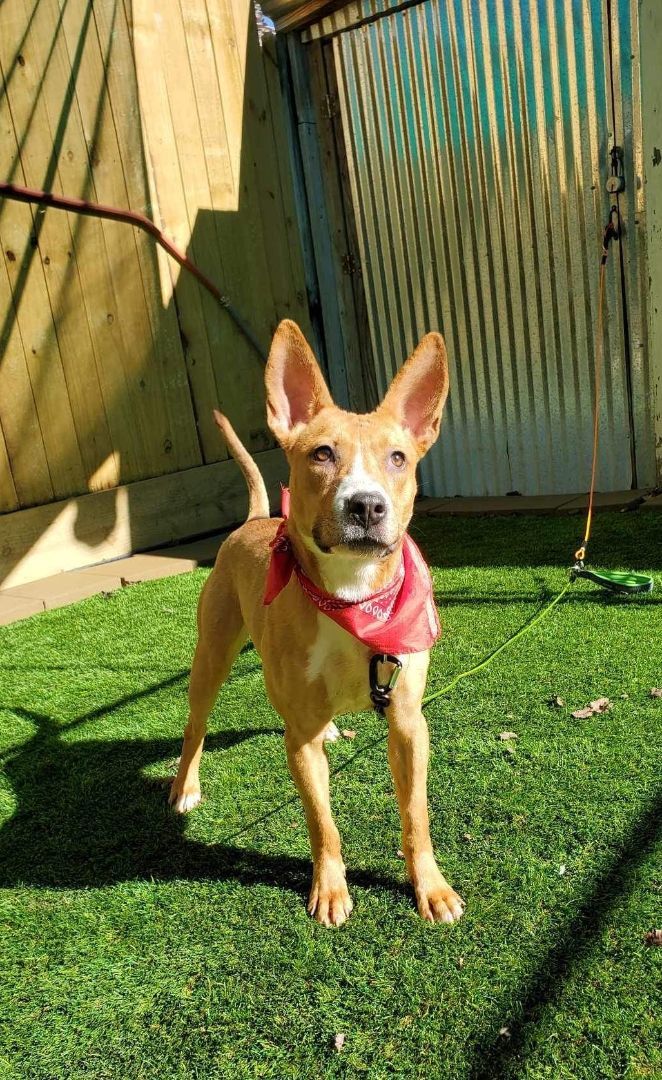 Chihuahua pharaoh hound sales mix