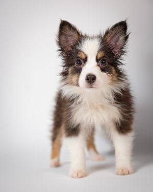 Petfinder mini australian outlet shepherd