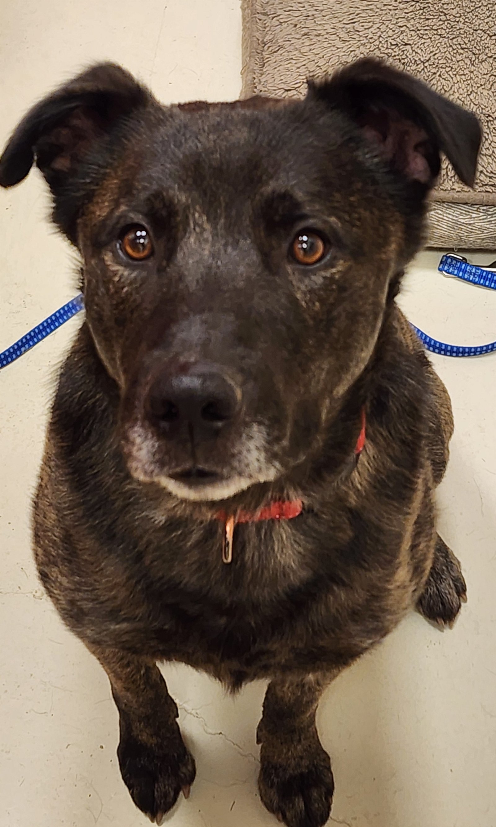 Knox, an adoptable Dutch Shepherd in Webster, WI, 54893 | Photo Image 1