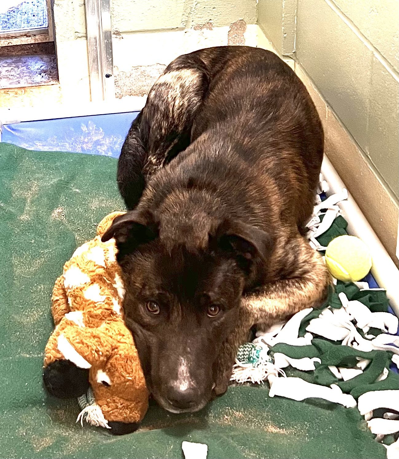 Knox, an adoptable Dutch Shepherd in Webster, WI, 54893 | Photo Image 2