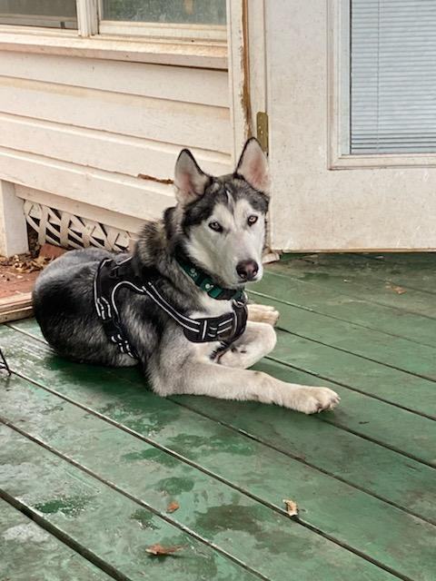 Bert, an adoptable Siberian Husky in Maple Lake, MN, 55358 | Photo Image 2