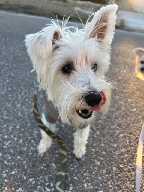 Westie mini hot sale schnauzer mix