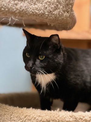 Meet Fat Cat He is a five year old tuxedo Fat Cat is very sweet and friendly with everyone He
