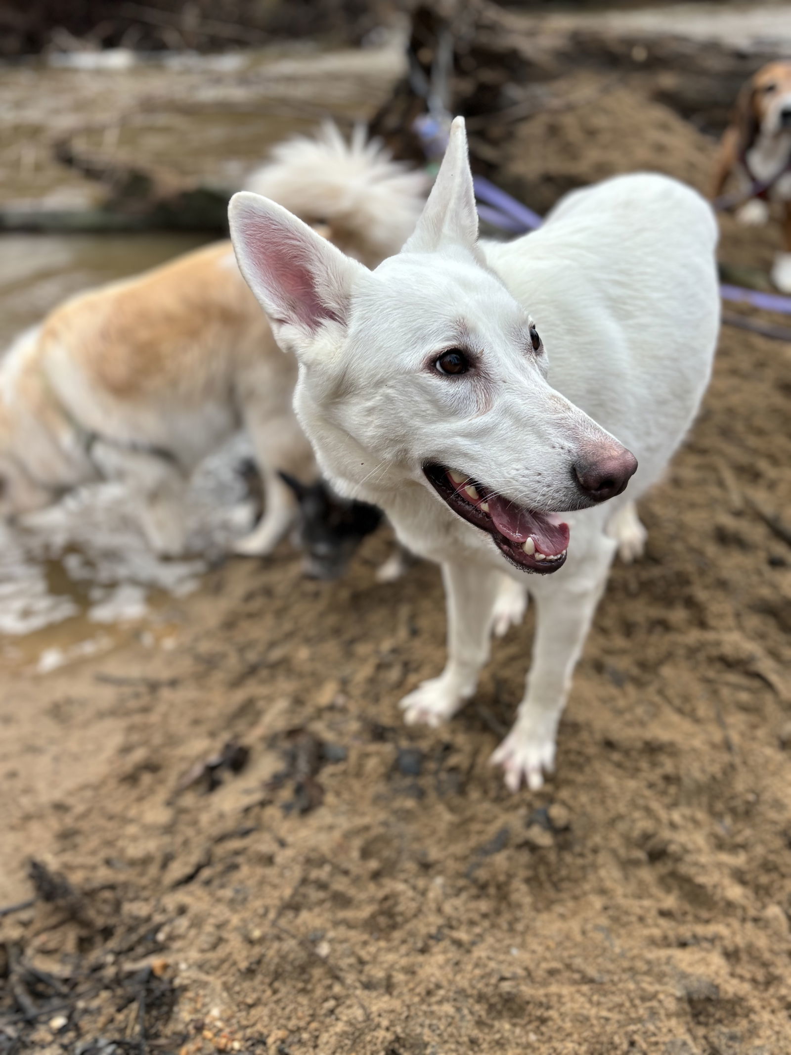 Dog for adoption - Kloe, a German Shepherd Dog in Herndon, VA | Petfinder