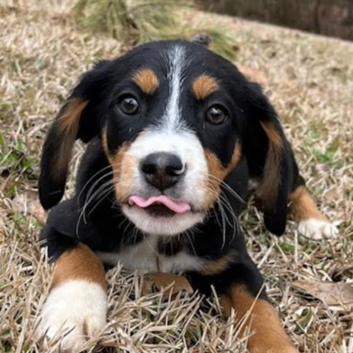 Beagle bernese best sale mountain dog mix