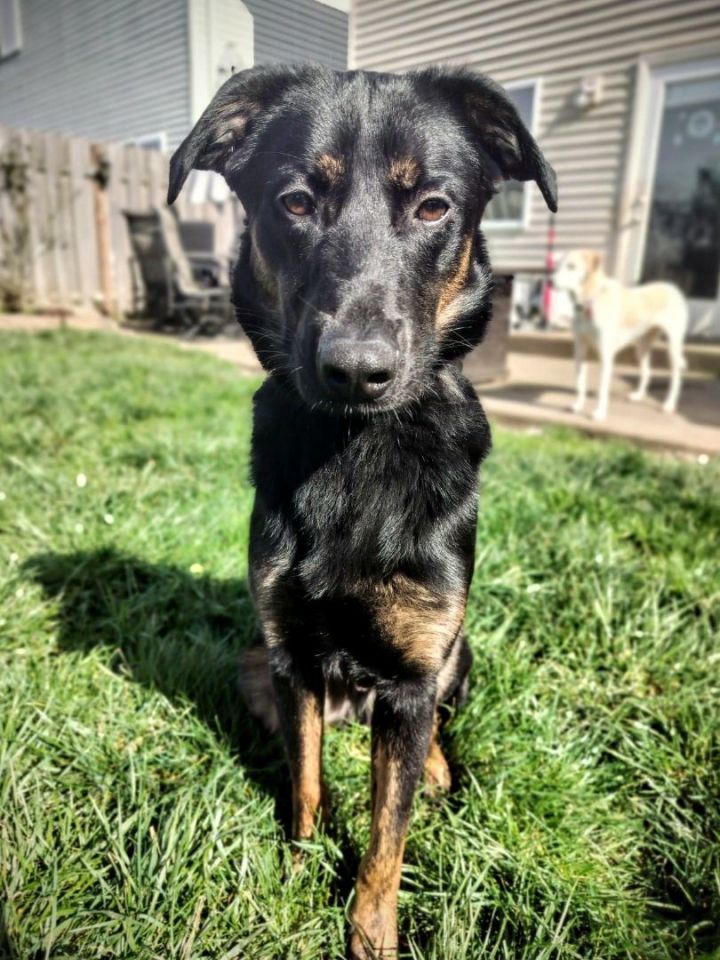 Dog for adoption - Sylvester , a Border Collie & Beauceron Mix in Salem ...