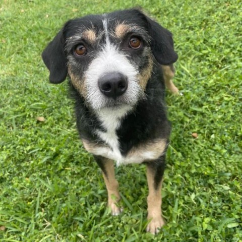 Syracuse, an adoptable Terrier in Laredo, TX, 78041 | Photo Image 1