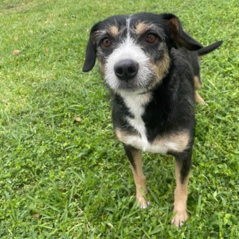 Syracuse, an adoptable Terrier in Laredo, TX, 78041 | Photo Image 2