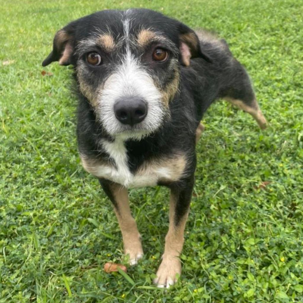 Syracuse, an adoptable Terrier in Laredo, TX, 78041 | Photo Image 2
