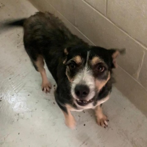 Syracuse, an adoptable Terrier in Laredo, TX, 78041 | Photo Image 4