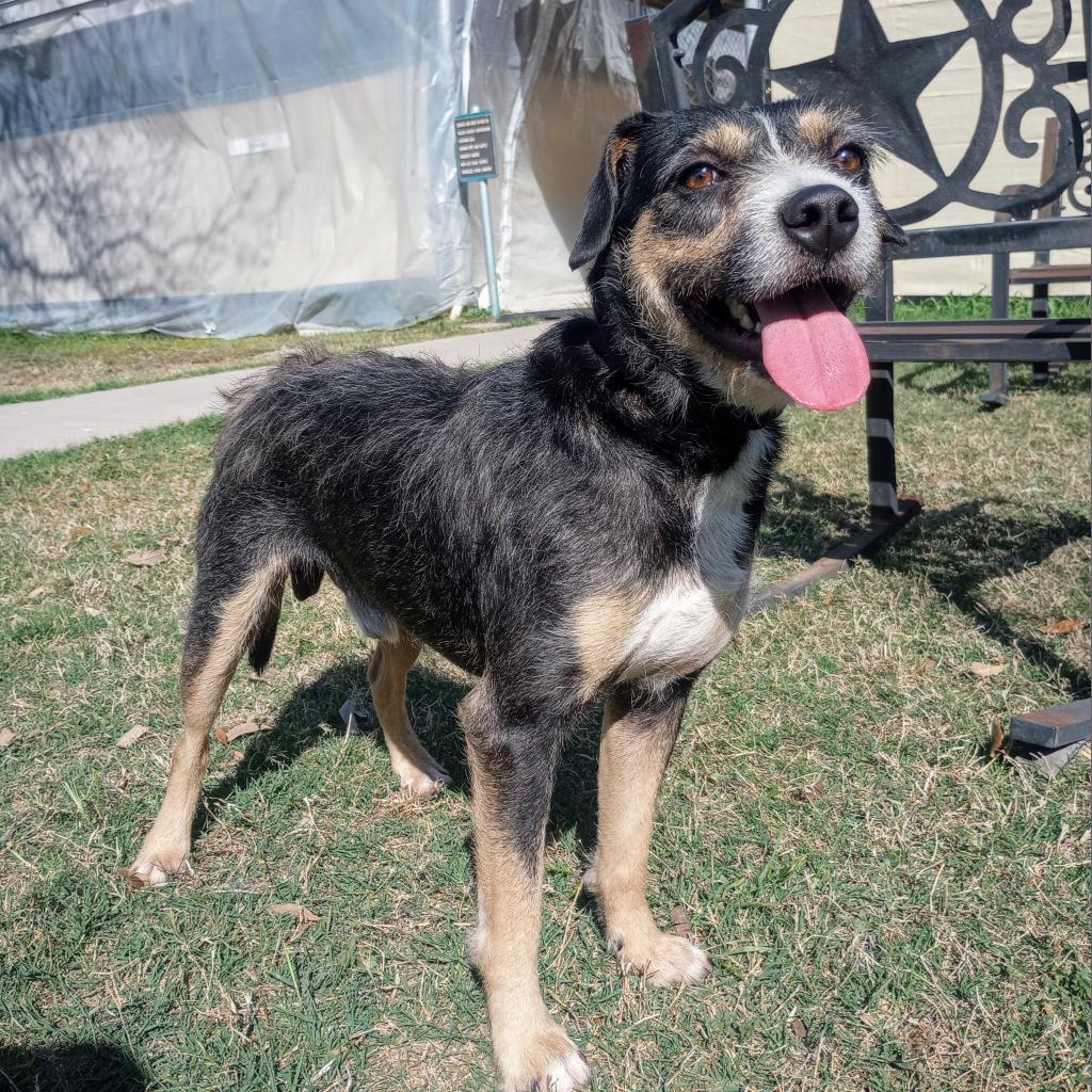 Syracuse, an adoptable Terrier in Laredo, TX, 78041 | Photo Image 4