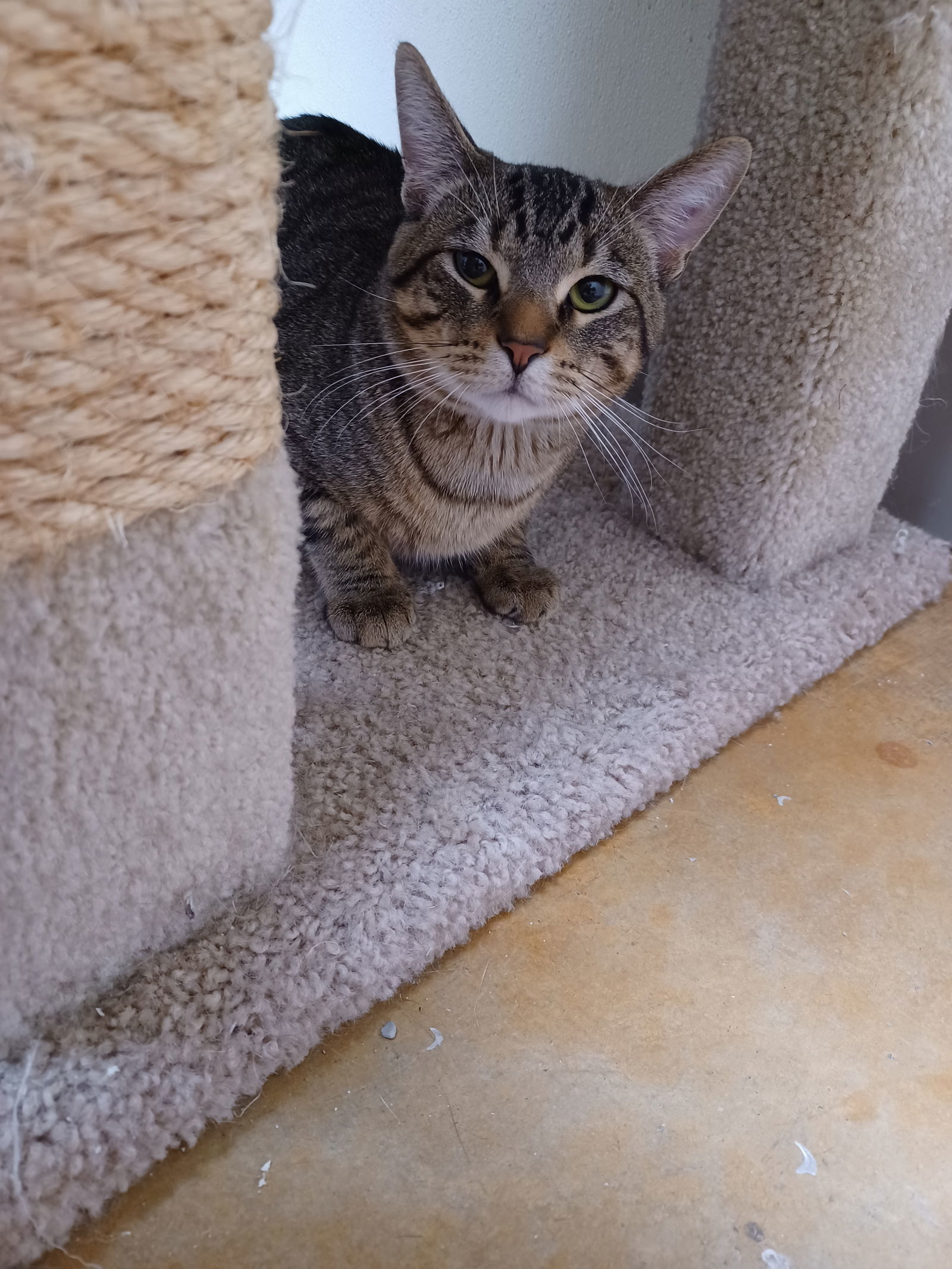 Simba
