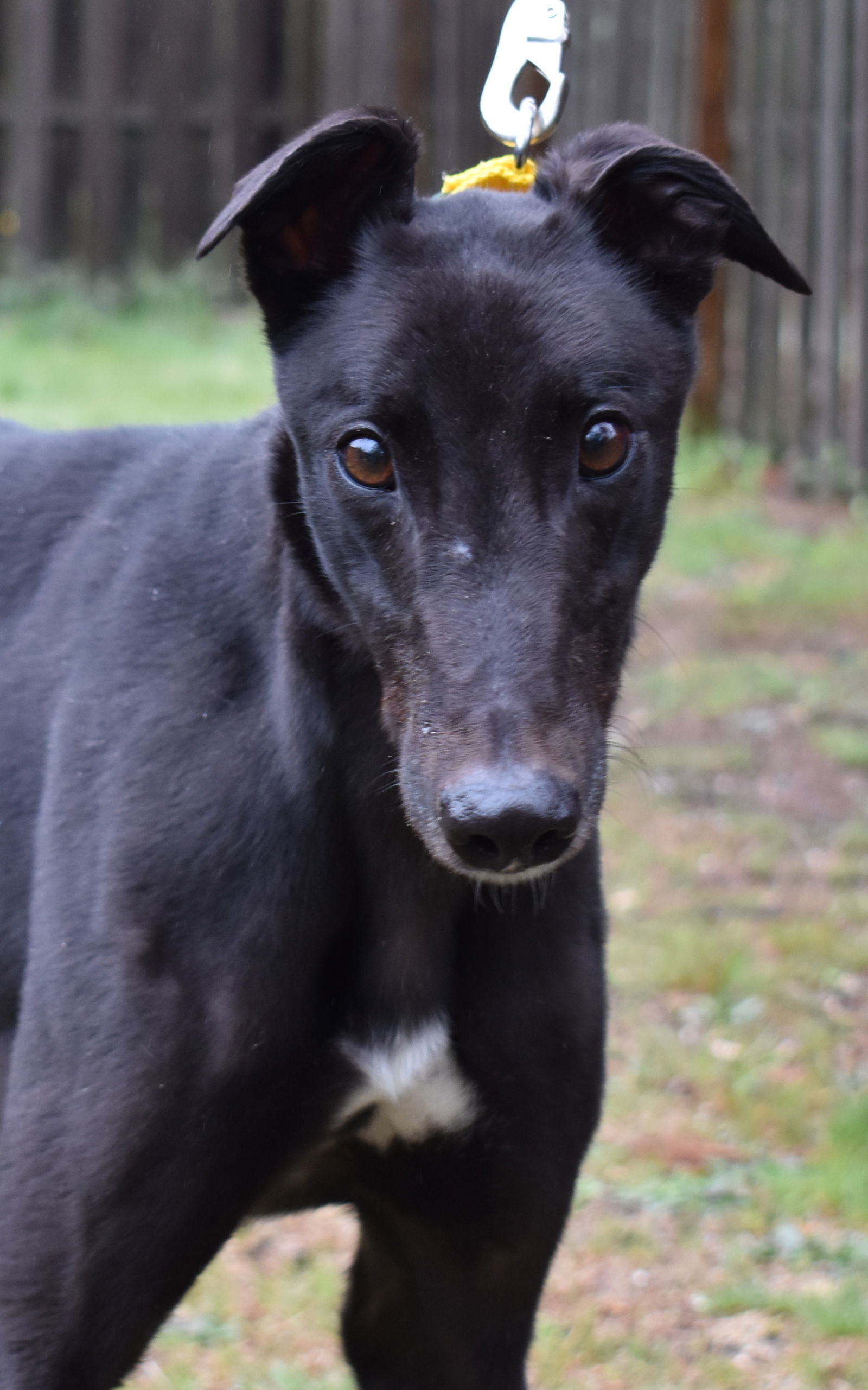 Bumpy Frank, an adoptable Greyhound in Cherry Hill, NJ, 08034 | Photo Image 1