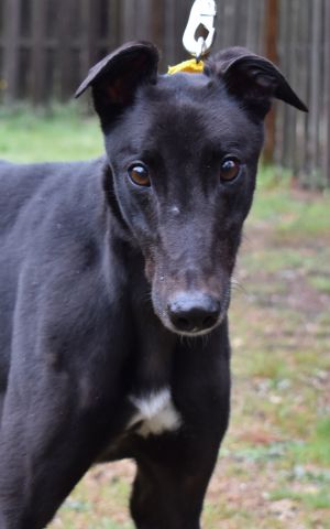 Bumpy Frank, Young Male Greyhound