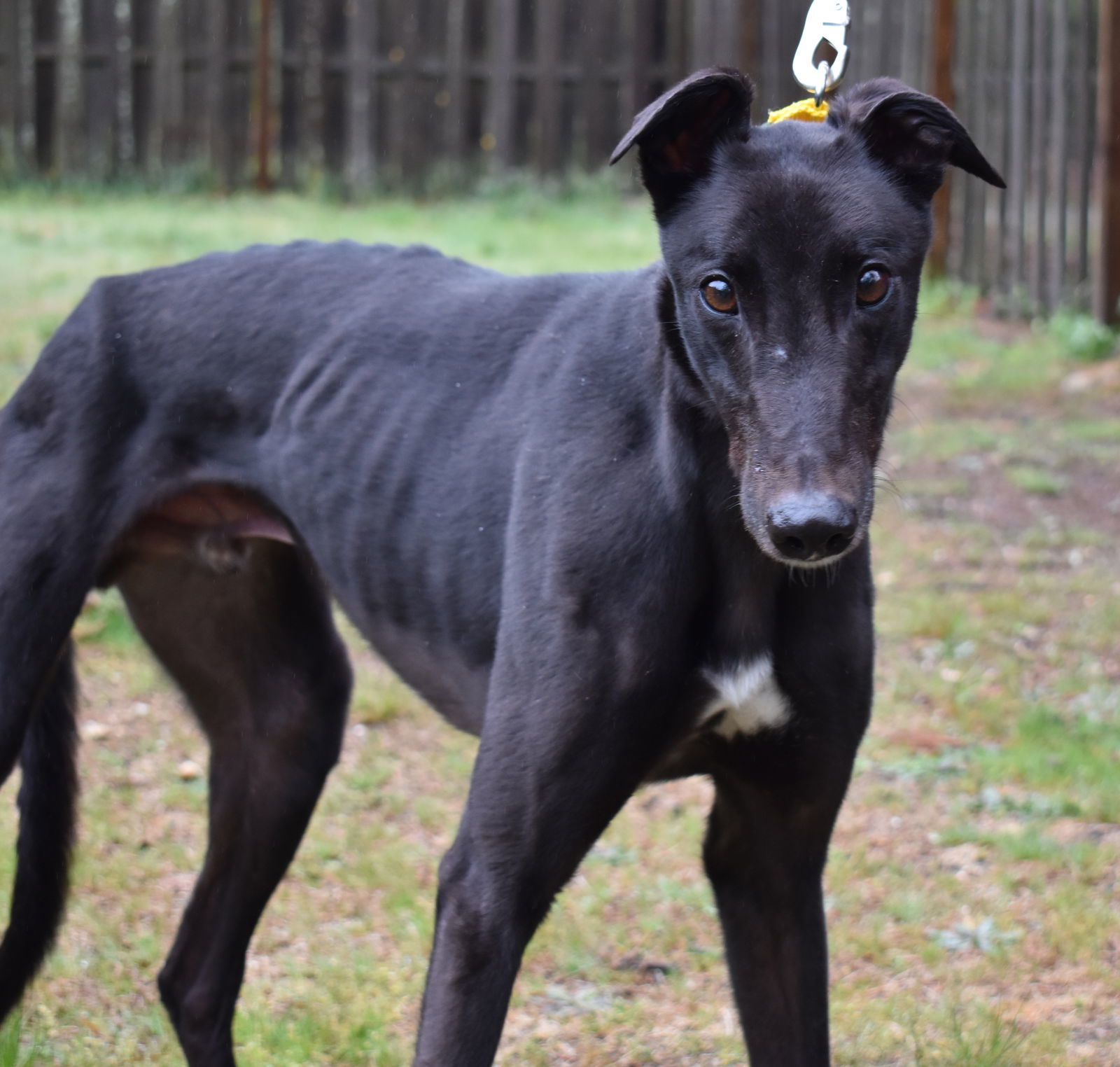 Bumpy Frank, an adoptable Greyhound in Cherry Hill, NJ, 08034 | Photo Image 2