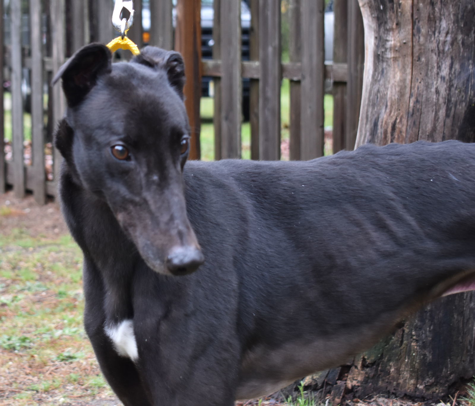 Bumpy Frank, an adoptable Greyhound in Cherry Hill, NJ, 08034 | Photo Image 3