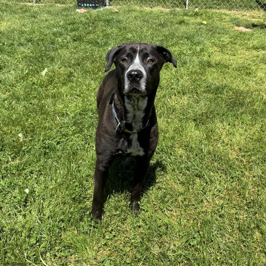 Lilly, an adoptable Mixed Breed in Beckley, WV, 25802 | Photo Image 1