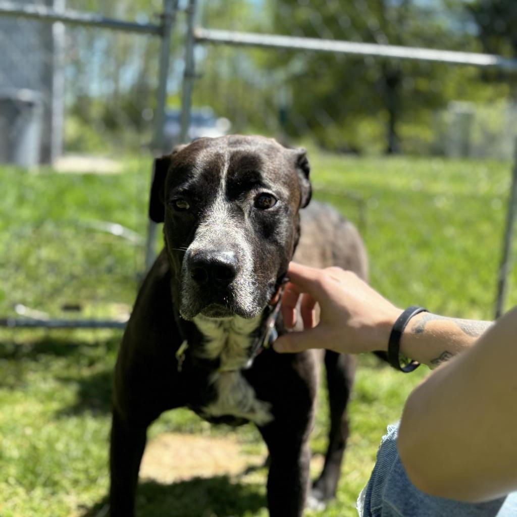 Lilly, an adoptable Mixed Breed in Beckley, WV, 25802 | Photo Image 2