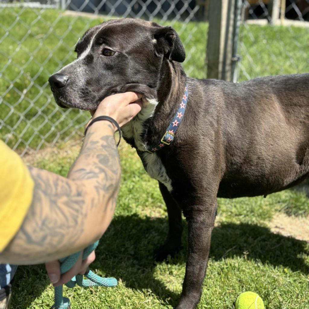 Lilly, an adoptable Mixed Breed in Beckley, WV, 25802 | Photo Image 3