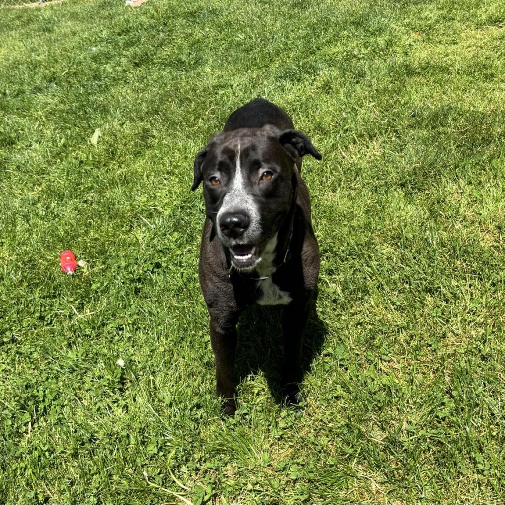 Lilly, an adoptable Mixed Breed in Beckley, WV, 25802 | Photo Image 4