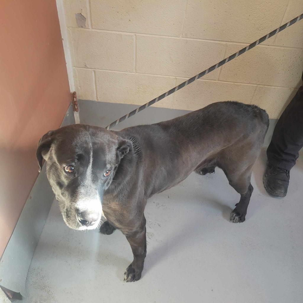 Lilly, an adoptable Mixed Breed in Beckley, WV, 25802 | Photo Image 5