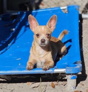 Chewy, Adult Male Chihuahua
