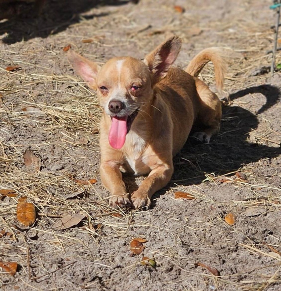 Chewy