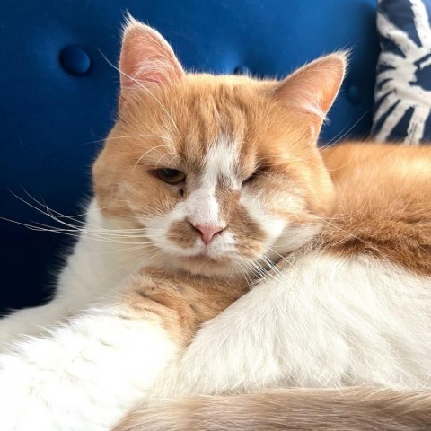 Valentine, an adoptable Domestic Medium Hair, Persian in Washington, DC, 20008 | Photo Image 1