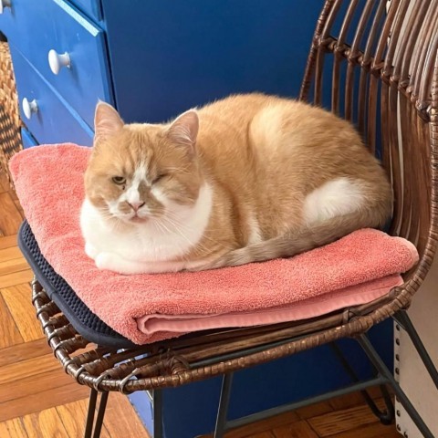 Valentine, an adoptable Domestic Medium Hair, Persian in Washington, DC, 20008 | Photo Image 3