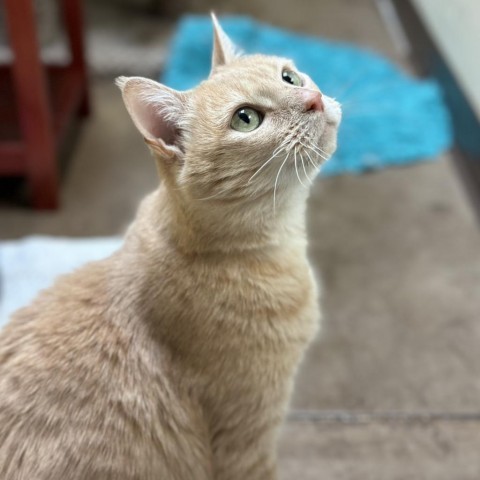 Pearl - Affectionate, Adult Lap Cat!