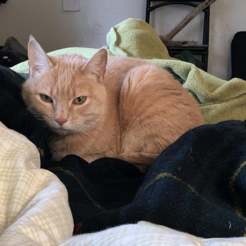 Pearl - Affectionate, Adult Lap Cat!